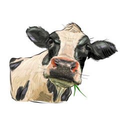 Holštýna III. -samolepka