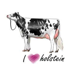 I love holstein - samolepka