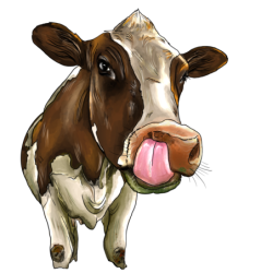 Hnědá kráva - samolepka