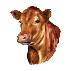 Red angus - samolepka